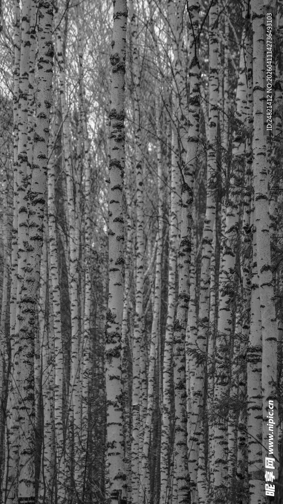 黑白纹理的树木森林景象