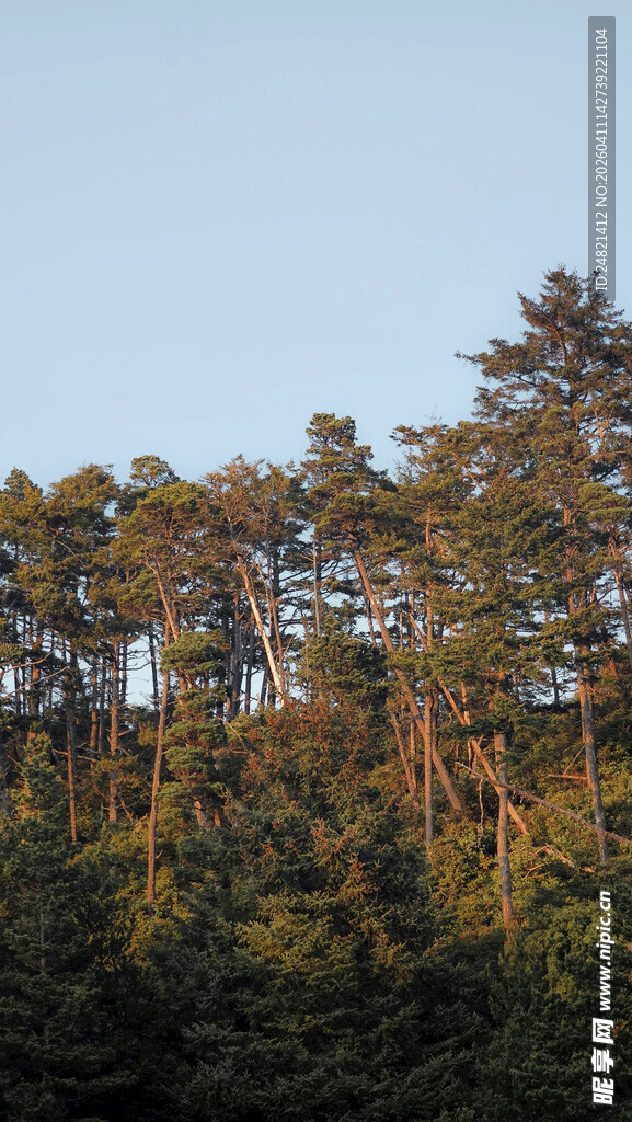 阳光照耀下的茂密松树林