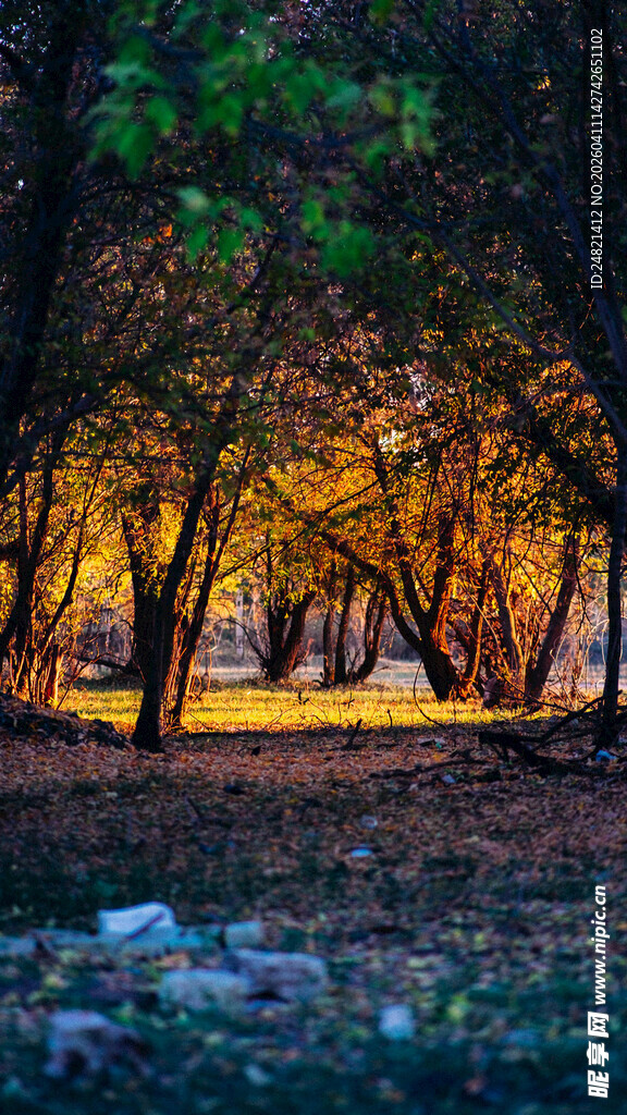 林间黄昏美景