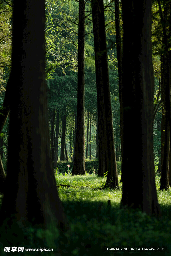 静谧森林中的光影绿意