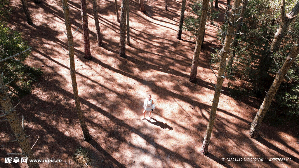 林间光影斑驳的静谧景象