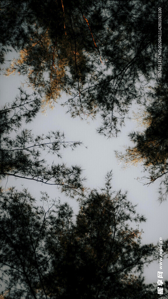 雪覆林间树梢美景