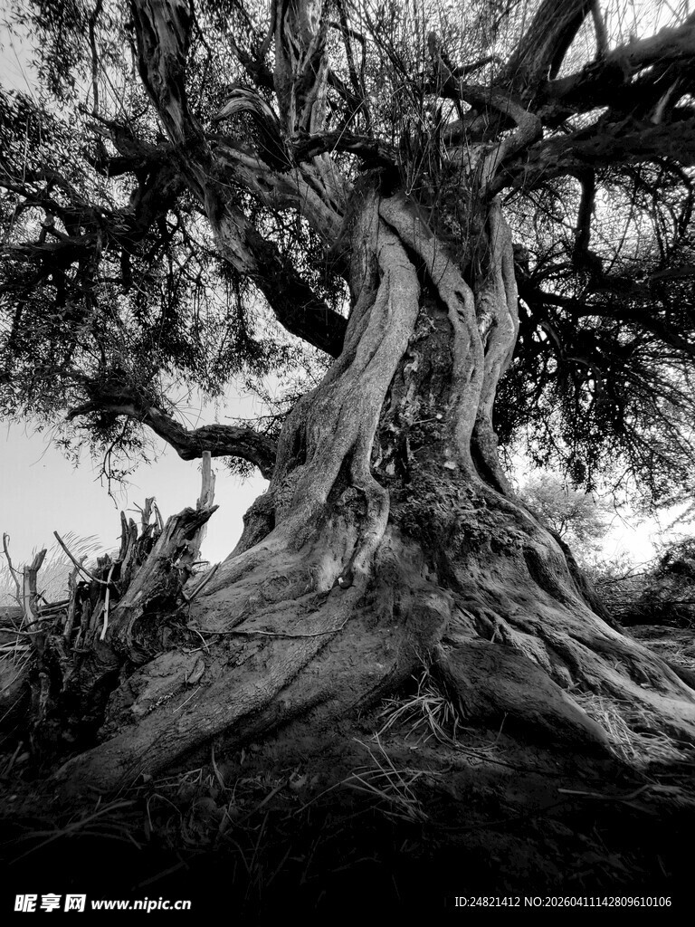 古老大树的沧桑根系