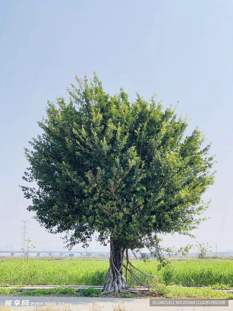 田野中独立茂盛的大树