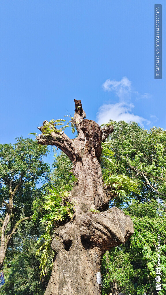 枯树之上的生机景象