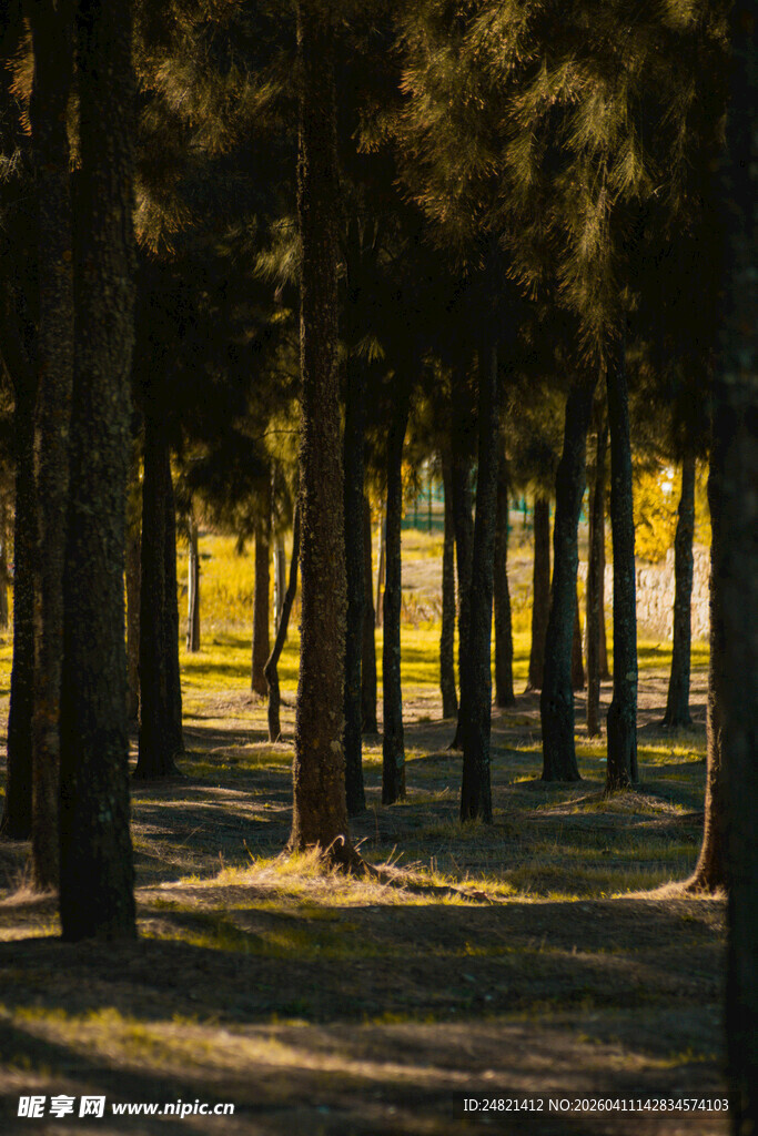 阳光洒落的静谧树林