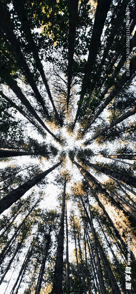 阳光穿透树林的美丽景象