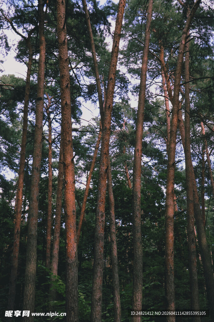 茂密松树林