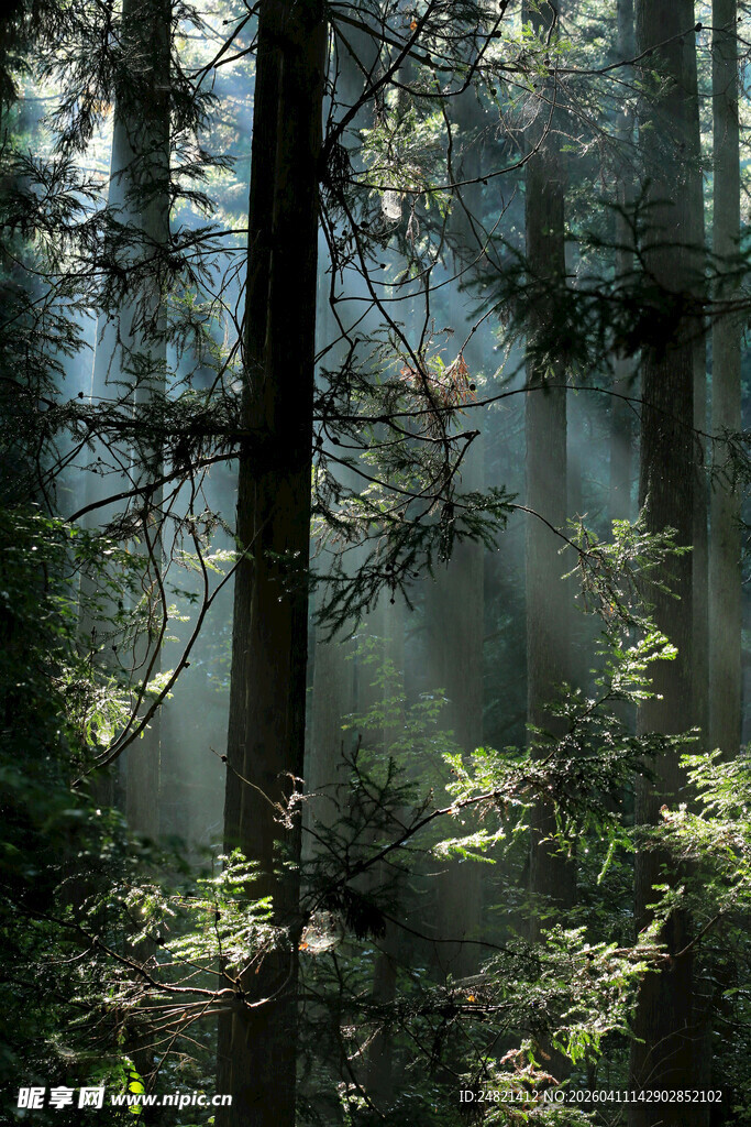 阳光穿透森林的静谧景象