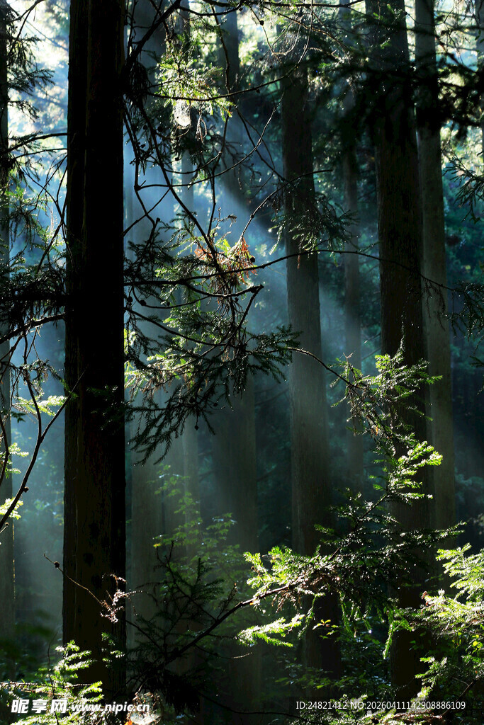 阳光穿透森林的静谧景象