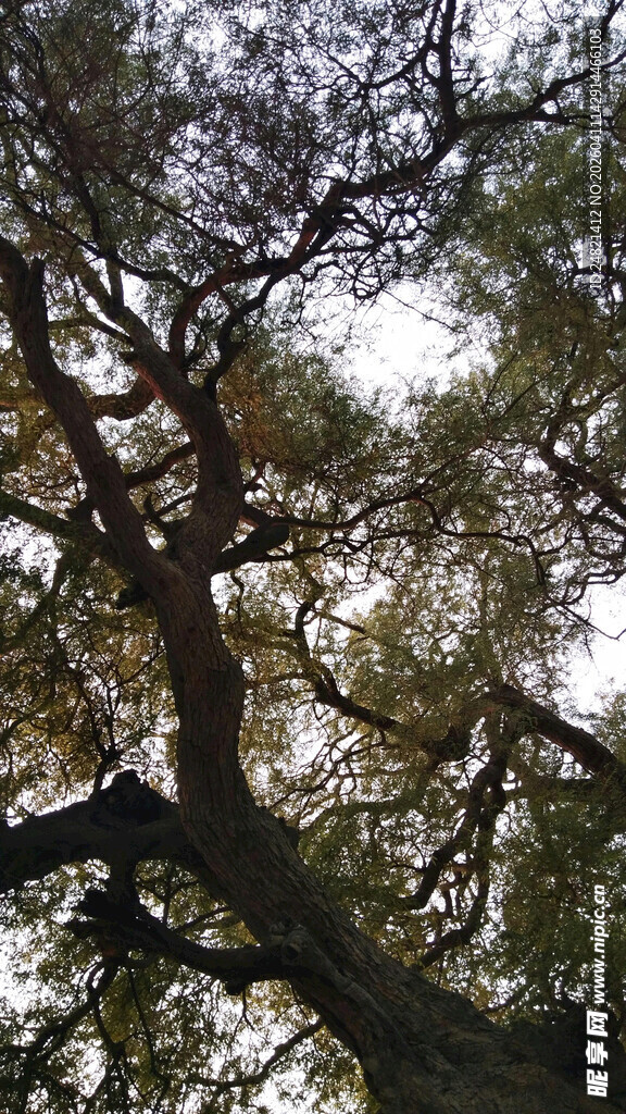 繁茂大树的枝干与绿叶