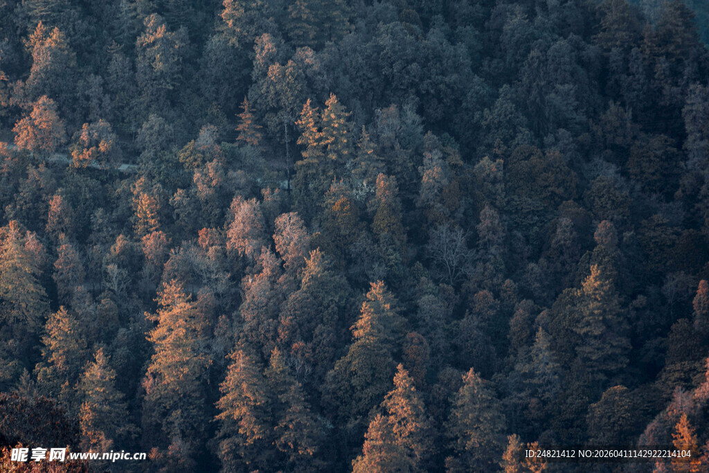 夕阳下的茂密森林