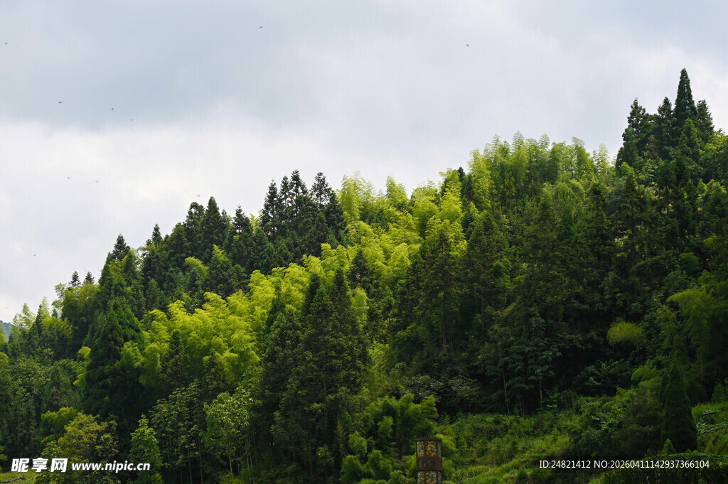 翠绿山林