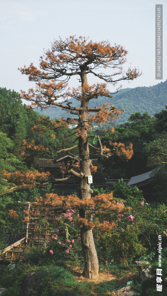 高大挺拔的美丽火焰树