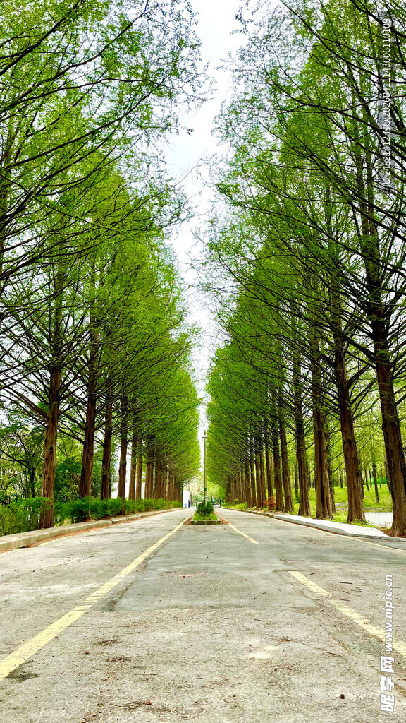 林间笔直公路