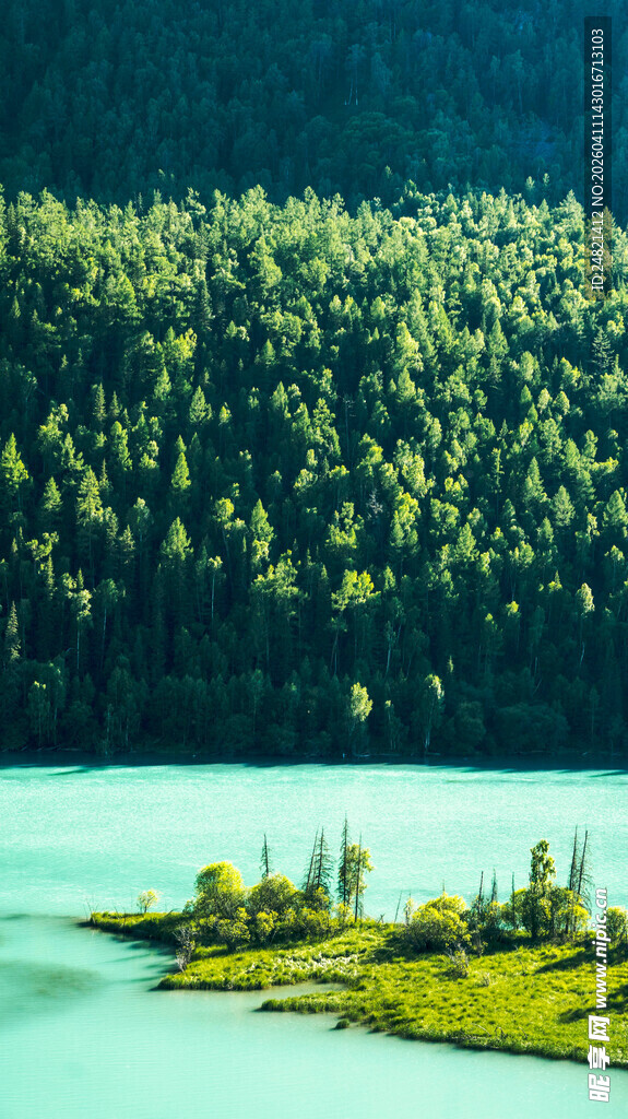 湖畔葱郁森林美景