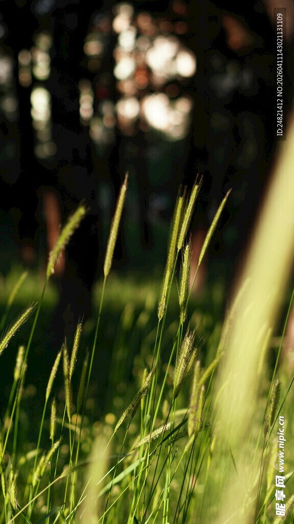 阳光下的嫩绿青草