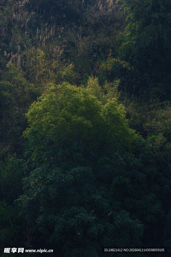 茂密葱郁的山林景象