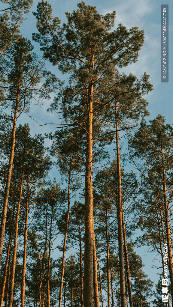 挺拔松树林