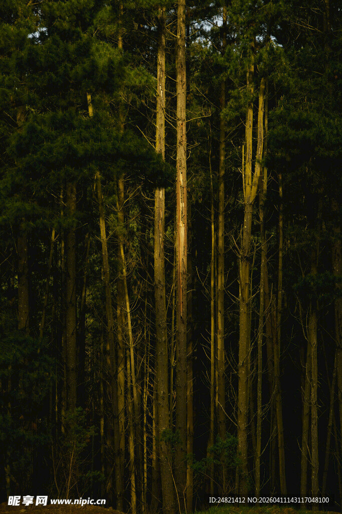 阳光洒落的茂密树林