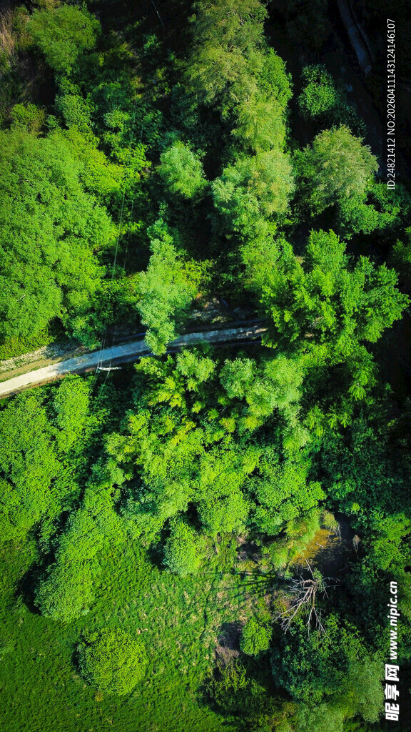 俯瞰翠绿山林中的蜿蜒小径