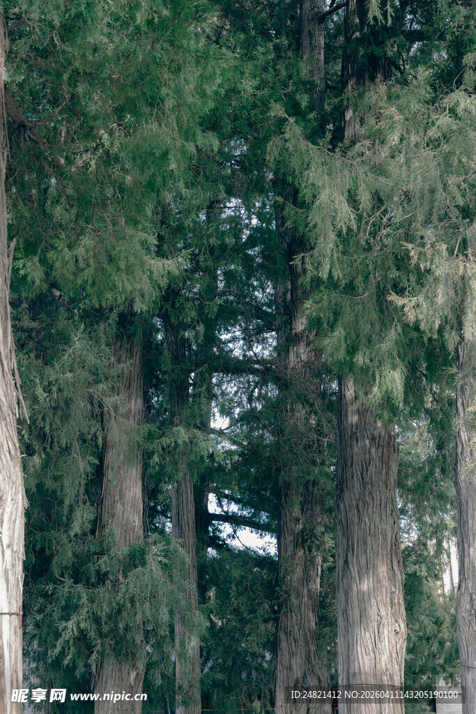茂密森林中的高大树木