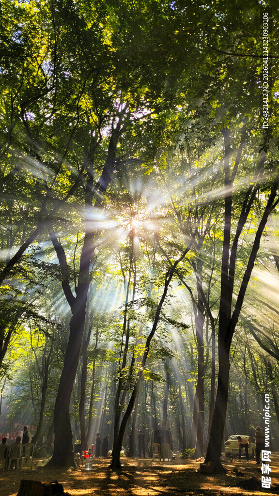 林间阳光洒落的静谧美景