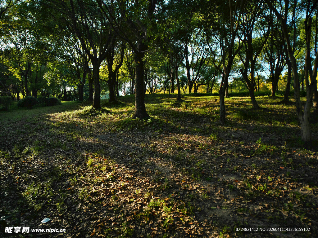 林间光影