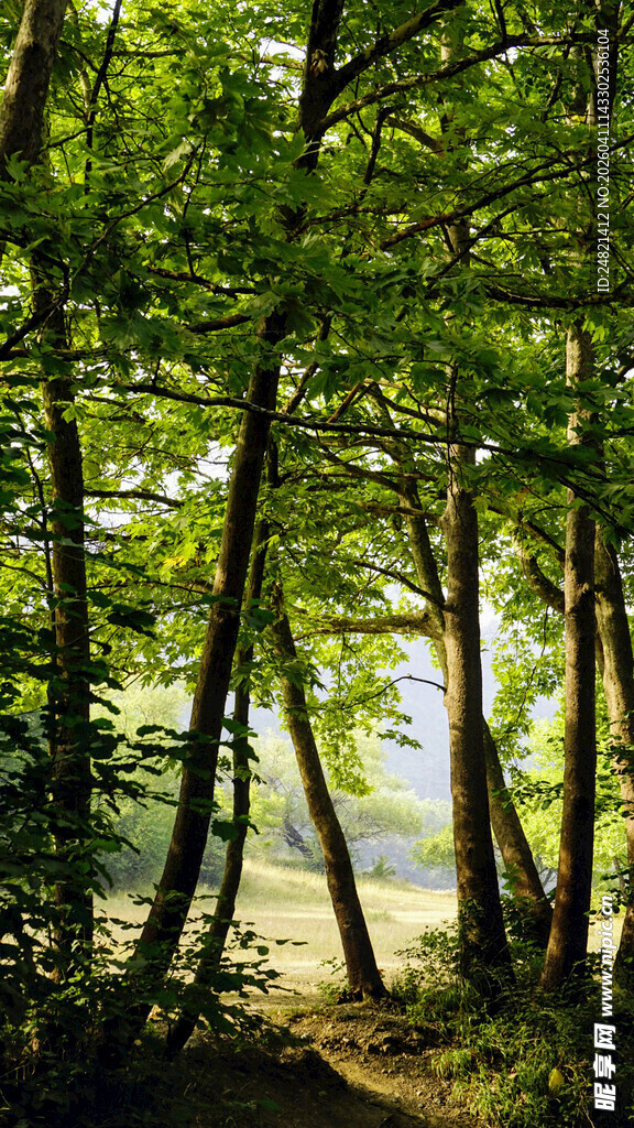 林间阳光洒落的静谧小径