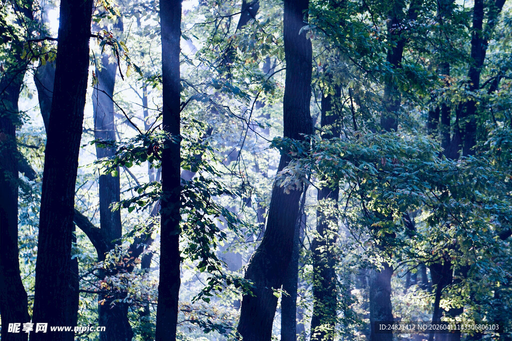 阳光洒落的静谧森林
