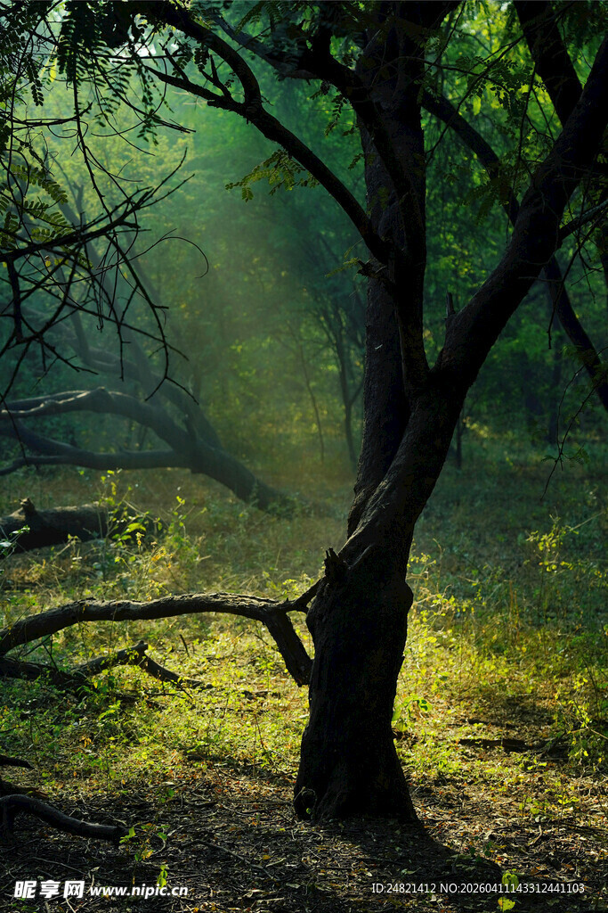林间晨光中的静谧树木