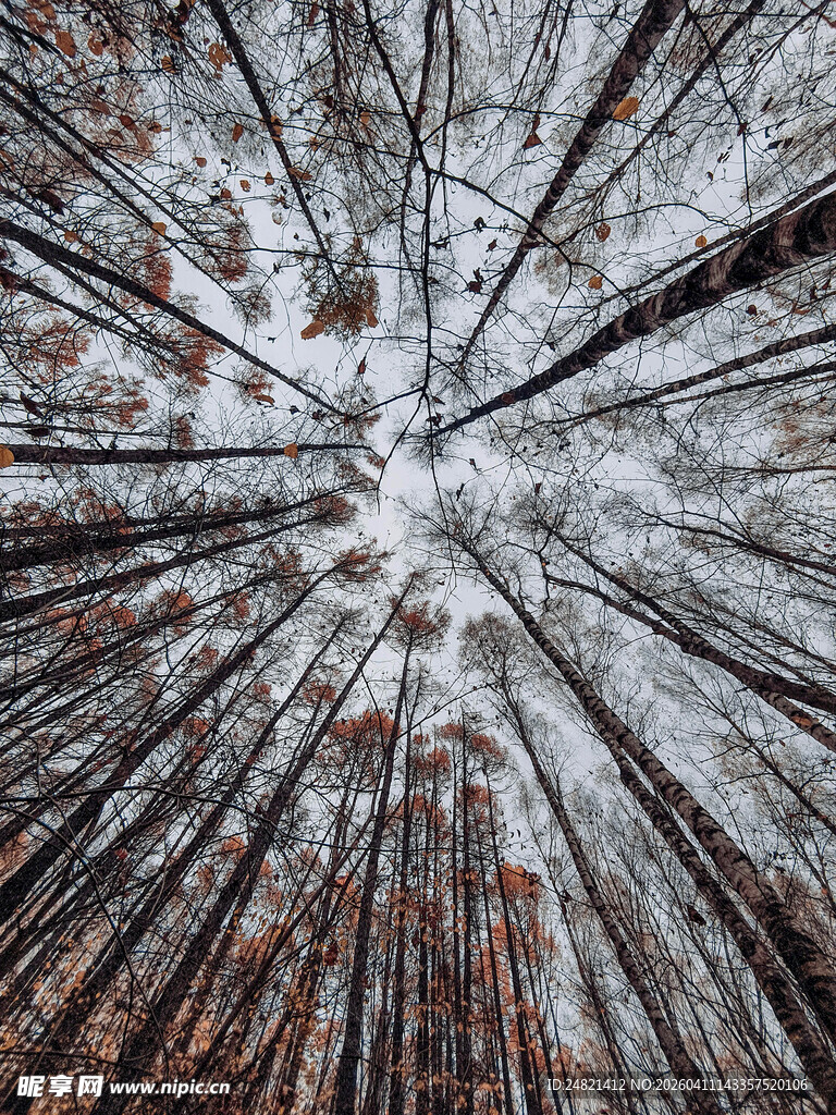 树桩横截面的岁月纹理