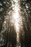 阳光穿透树林的静谧美景