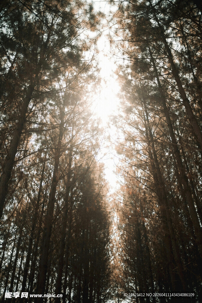 阳光穿透树林的静谧美景