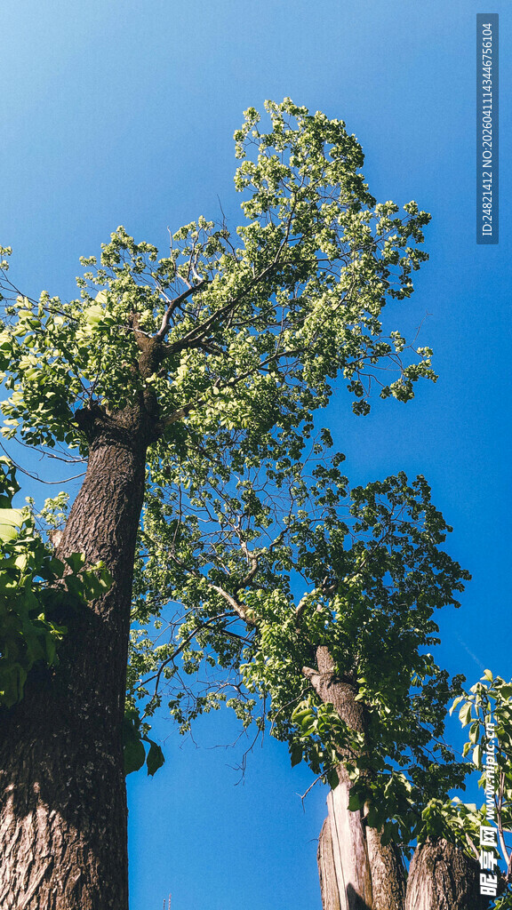 蓝天映衬下的葱郁树木