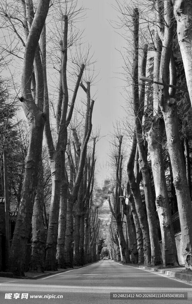 冬日枯树林中的笔直道路