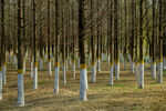林间整齐排列的白色桩柱