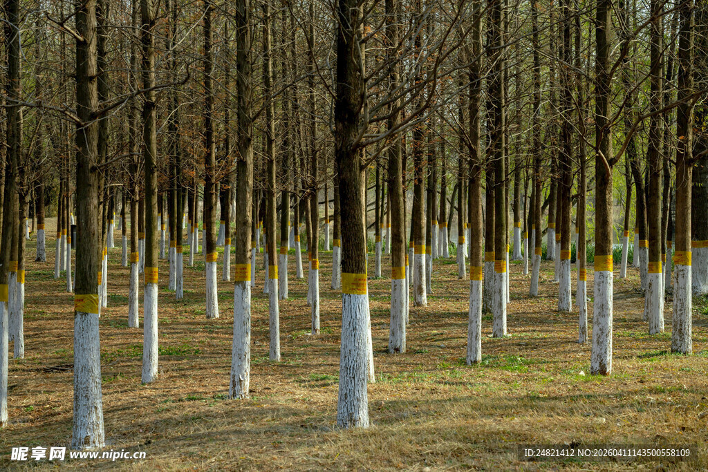 林间整齐排列的白色桩柱