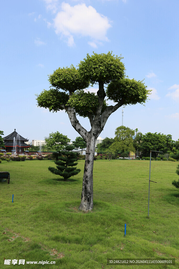 独树挺立的开阔绿草地景观