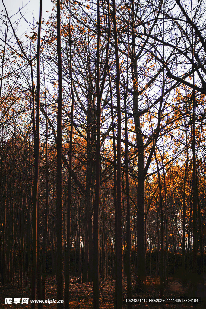 夕阳下的萧瑟树林