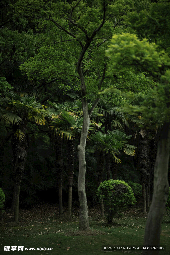 绿意盎然的静谧树林