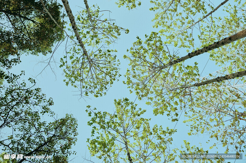 仰望葱郁树林
