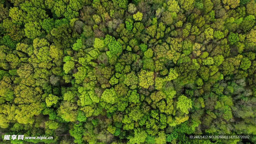 俯瞰翠绿繁茂植物景观