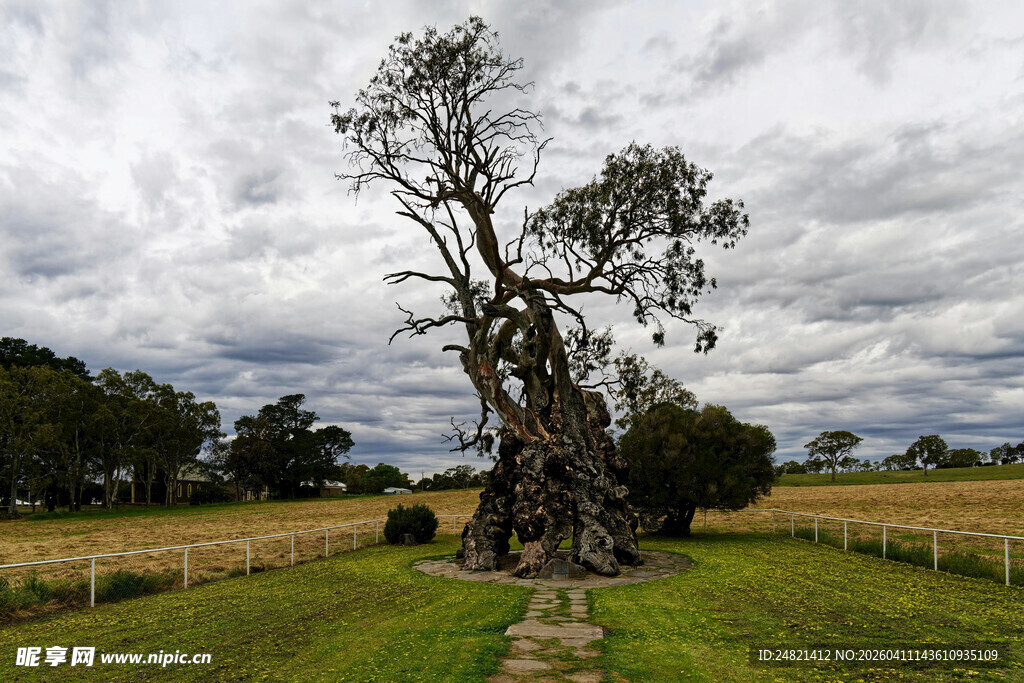 古老孤树立于广袤草地