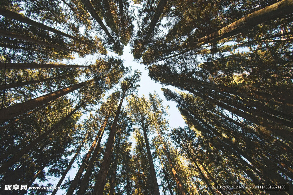 仰视森林间洒下的斑驳阳光