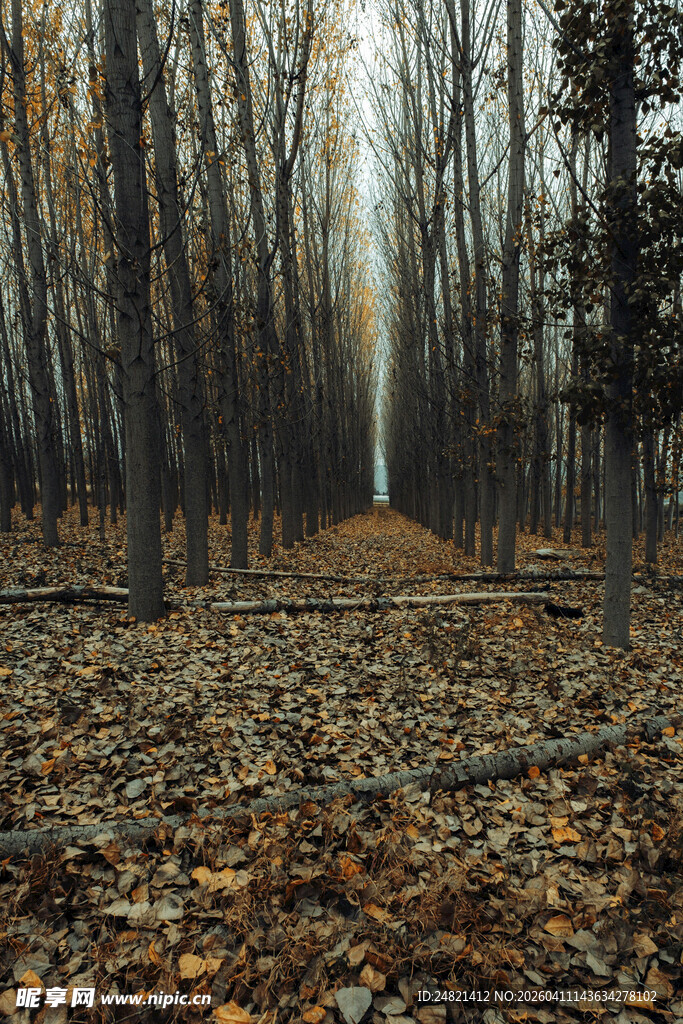 秋日林间落叶铺就的小径