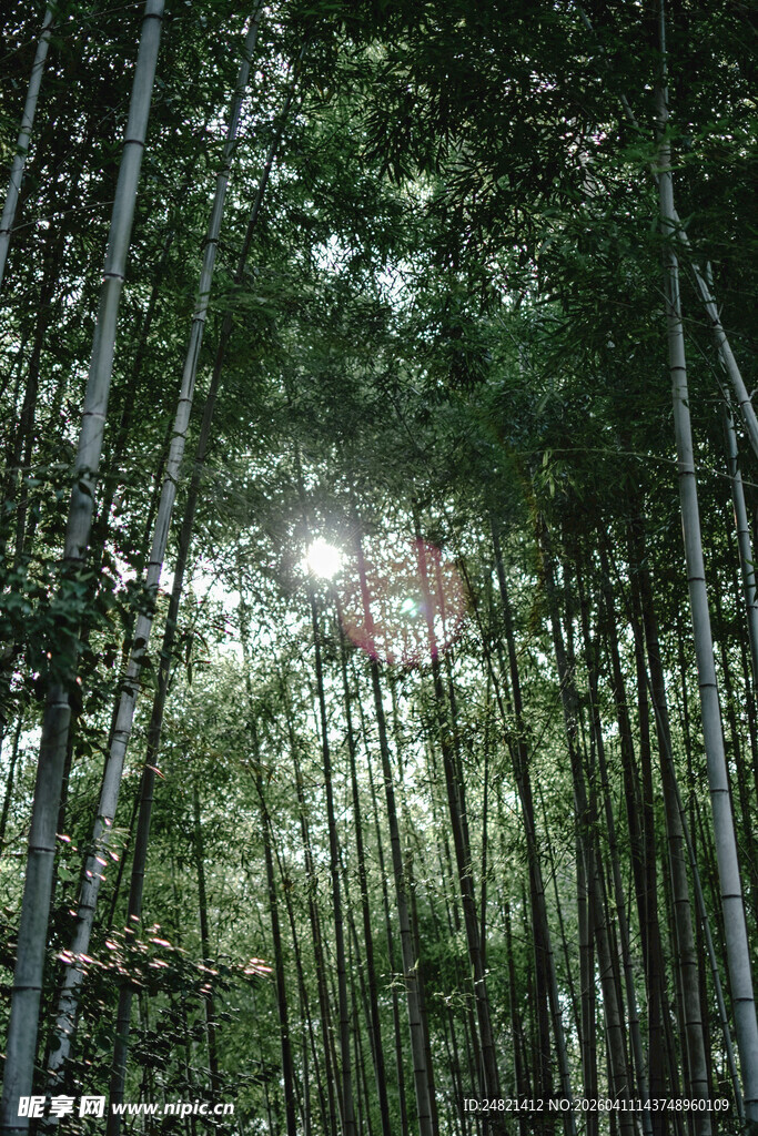 翠绿竹林间的自然光影
