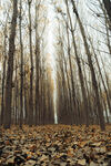 秋日落叶林景
