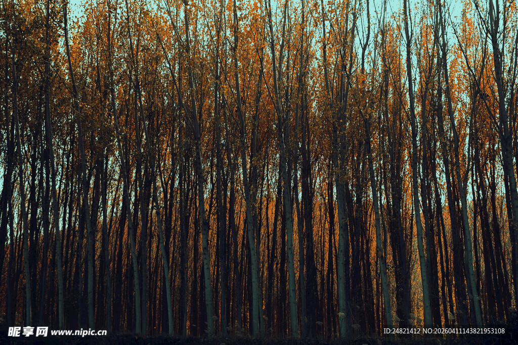 秋日树林的光影美景