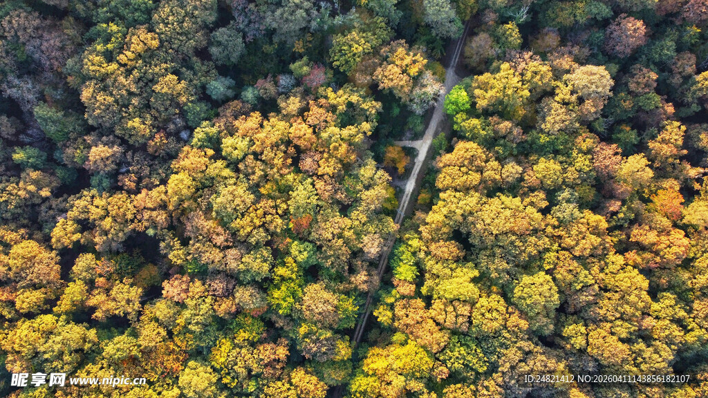 秋日山林中的蜿蜒小路